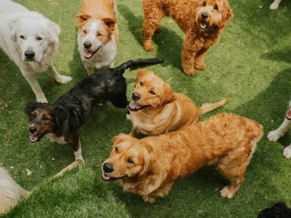 what-makes-doggy-day-care-in-weehawken-nj-stand-out