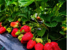 top-quality-strawberry-plants-for-sale-for-high-yields