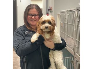 best-pet-care-in-fairfax-when-every-minute-matters-small-0