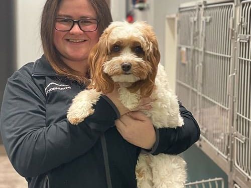 best-pet-care-in-fairfax-when-every-minute-matters