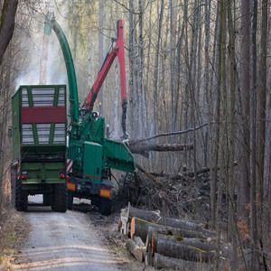 conroe-tree-removal-big-0
