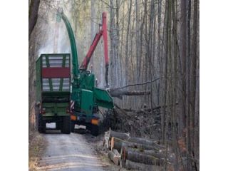 conroe-tree-removal-small-0
