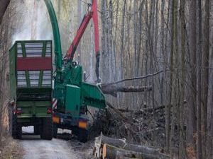 conroe-tree-removal