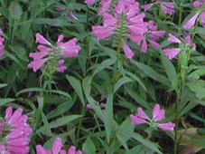 cozy-escapes-await-in-michigans-upper-peninsula-today