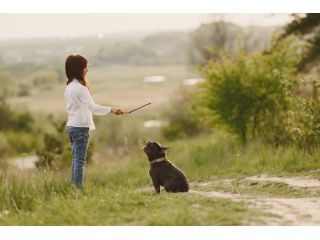 top-dog-trainer-phoenix-obedience-training-experts-az-small-0