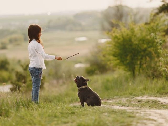 top-dog-trainer-phoenix-obedience-training-experts-az