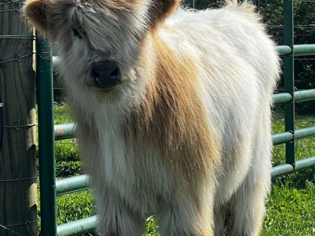cute-adorable-mini-highland-calves-for-small-farms
