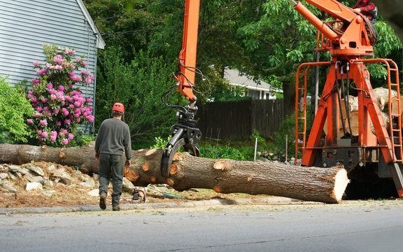 need-fast-tree-removal-in-hilo-call-arborist-services-big-0