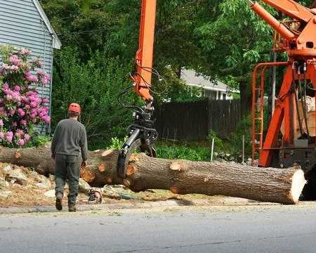 need-fast-tree-removal-in-hilo-call-arborist-services