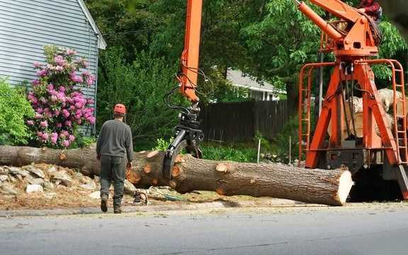 need-fast-tree-removal-in-hilo-call-arborist-services-big-0