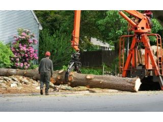 need-fast-tree-removal-in-hilo-call-arborist-services-small-0