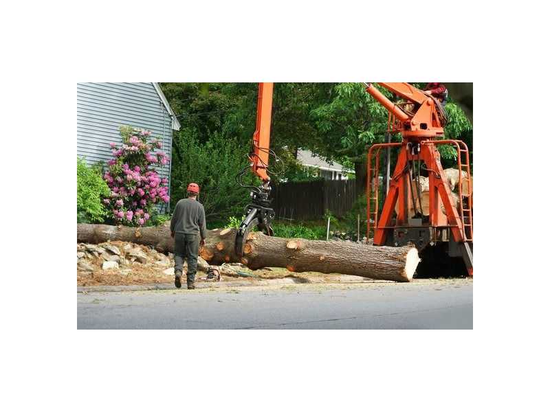 need-fast-tree-removal-in-hilo-call-arborist-services-small-0