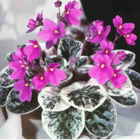 african-violets-seeds-big-0