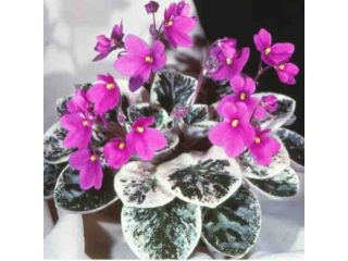 african-violets-seeds-small-0