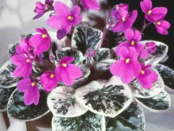 african-violets-seeds