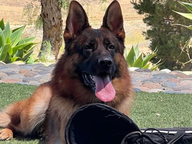 buy-german-shepherd-trained-for-sale-near-you-today