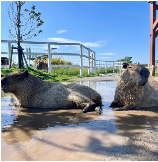 pet-capybara-ownership-guide-ethical-capybara-breeder-big-0
