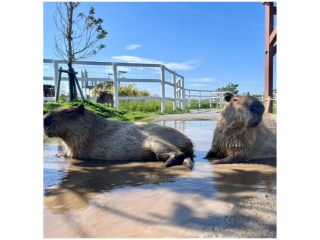 pet-capybara-ownership-guide-ethical-capybara-breeder-small-0