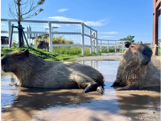pet-capybara-ownership-guide-ethical-capybara-breeder