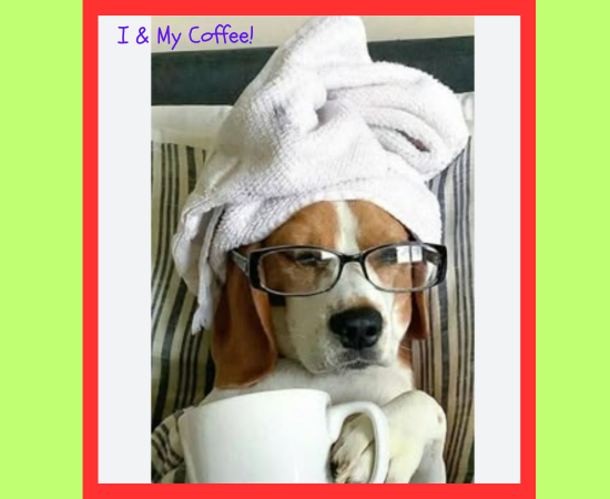 dog-training-train-your-dog-to-walk-on-a-treadmill-big-0