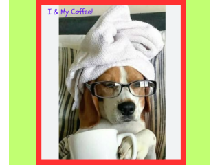 dog-training-train-your-dog-to-walk-on-a-treadmill-small-0