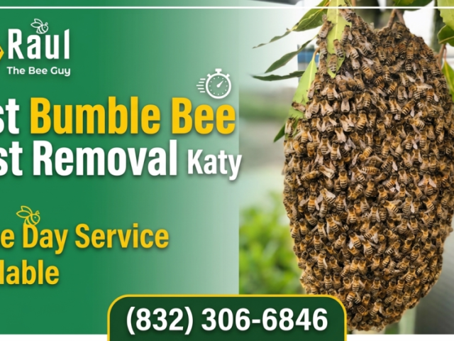 fast-bumble-bee-nest-removal-katy-same-day-service-available