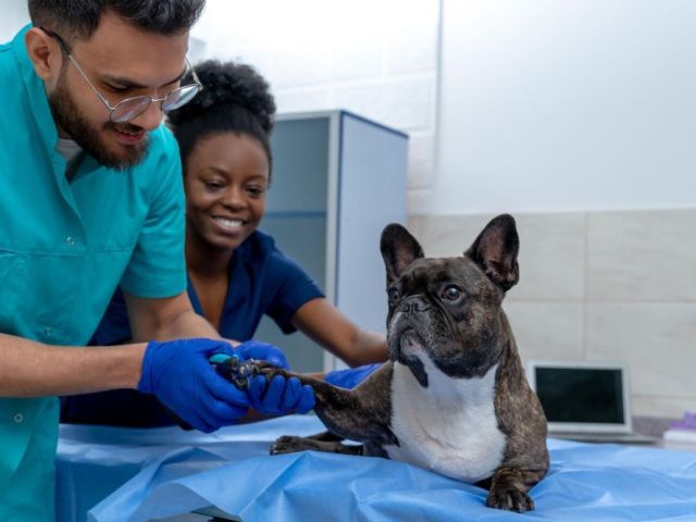 compassionate-lifelong-pet-care