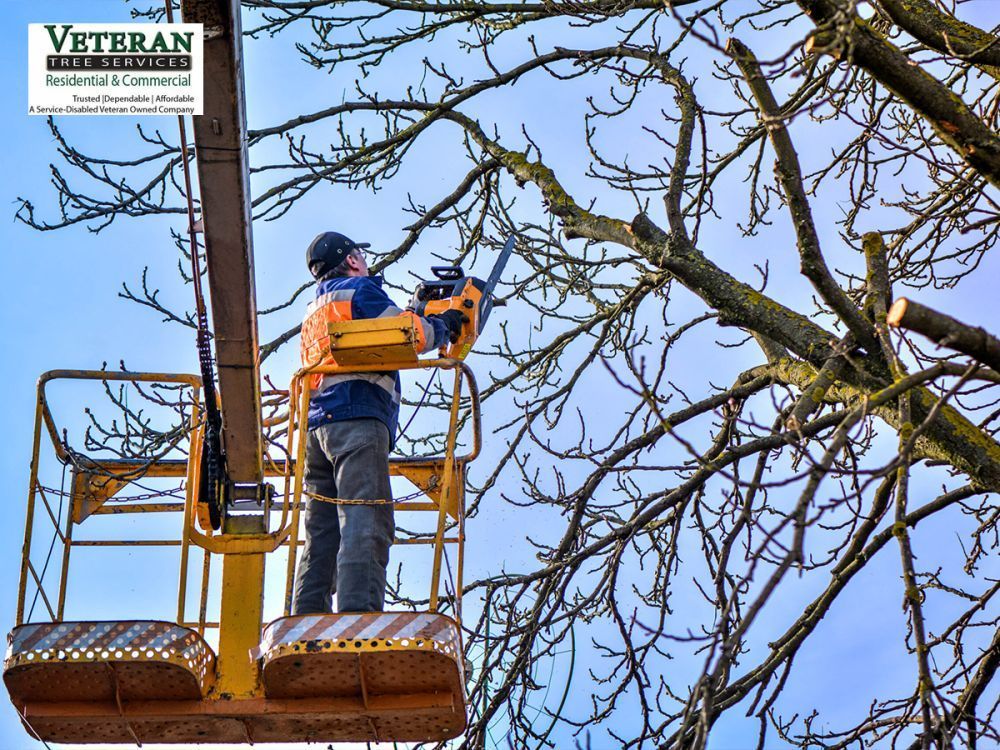 bucket-truck-services-for-tree-trimming-in-md-big-0