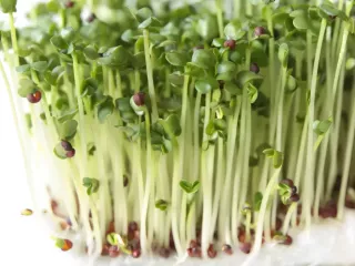 broccoli-microgreen-recipes-quick-healthy-ideas-small-0