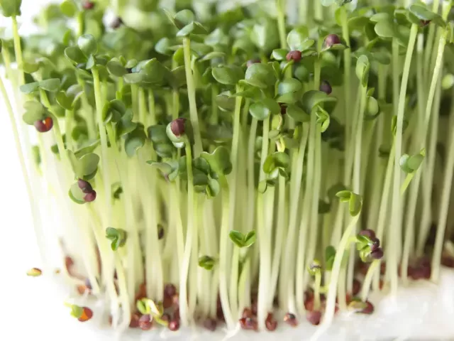 broccoli-microgreen-recipes-quick-healthy-ideas