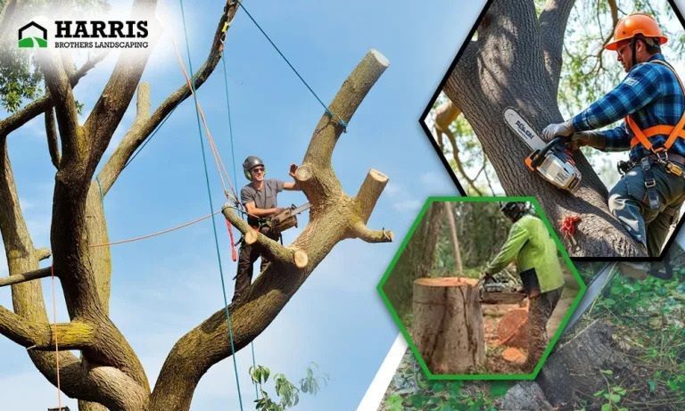 best-tree-cutting-service-in-shamong-harris-brothers-big-0