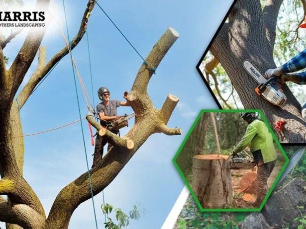 best-tree-cutting-service-in-shamong-harris-brothers