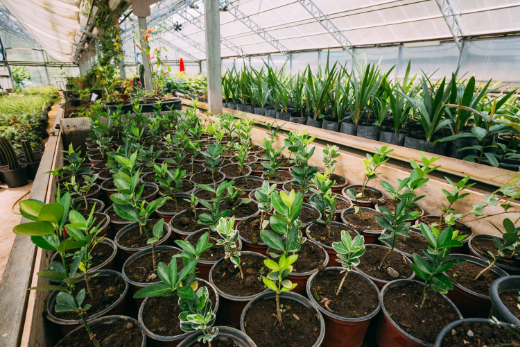 urban-jungle-best-nurseries-in-los-angeles-for-plants-big-0