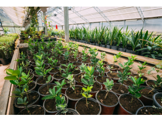 urban-jungle-best-nurseries-in-los-angeles-for-plants-small-0