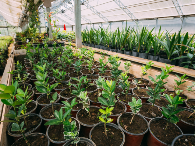 urban-jungle-best-nurseries-in-los-angeles-for-plants