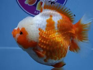 high-quality-fancy-goldfish-big-0