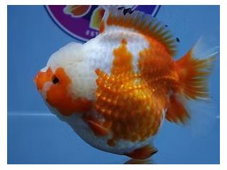 high-quality-fancy-goldfish-small-0