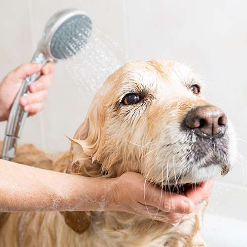 convenient-mobile-dog-grooming-orange-county-for-happy-pets-big-0