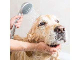 convenient-mobile-dog-grooming-orange-county-for-happy-pets-small-0