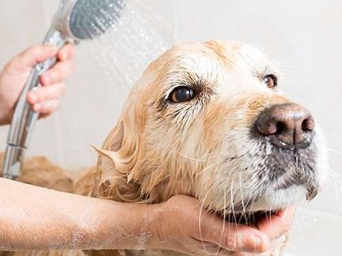 convenient-mobile-dog-grooming-orange-county-for-happy-pets