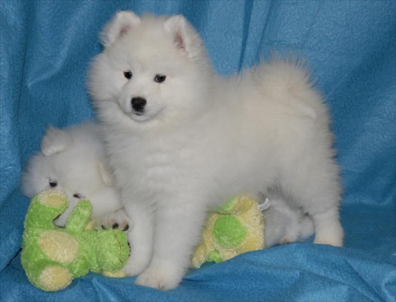 fluffy-companions-ready-to-brighten-your-home-today-big-0