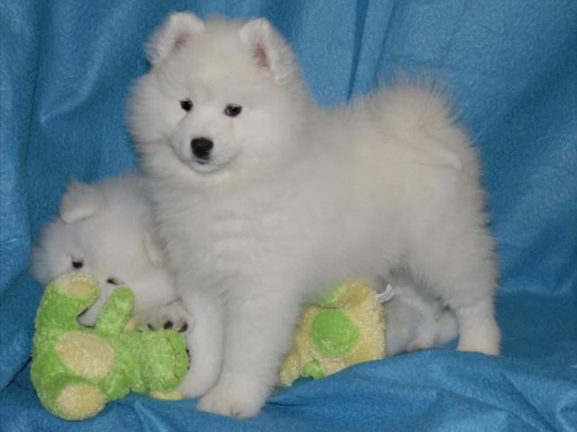 fluffy-companions-ready-to-brighten-your-home-today
