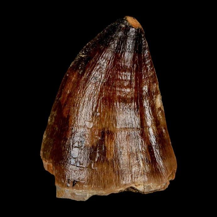 real-dinosaur-fossil-bones-available-for-collectors-and-museums-big-0