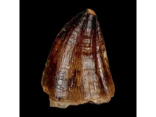 real-dinosaur-fossil-bones-available-for-collectors-and-museums-small-0