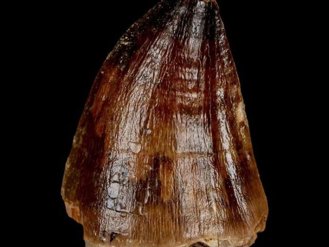 real-dinosaur-fossil-bones-available-for-collectors-and-museums