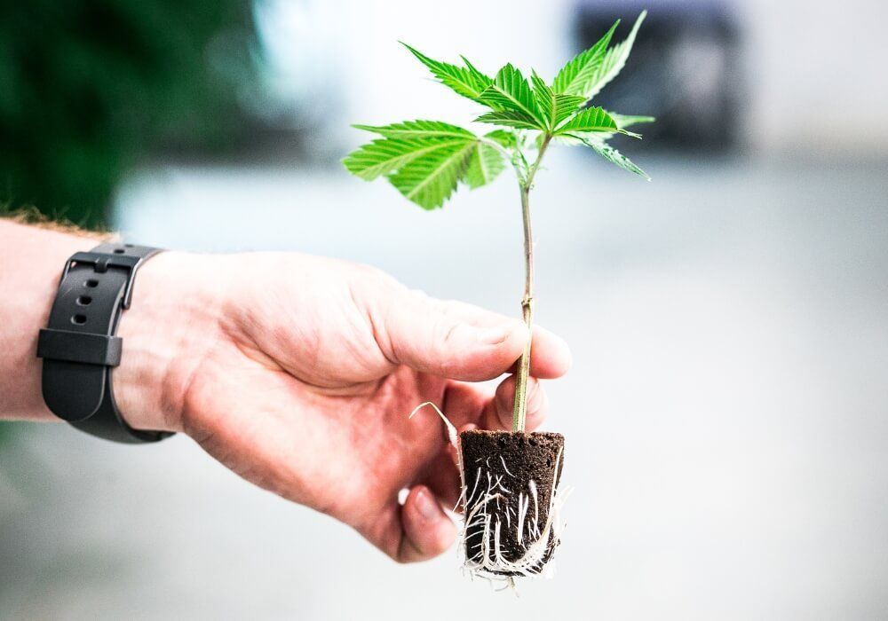 best-where-can-i-buy-clones-big-0