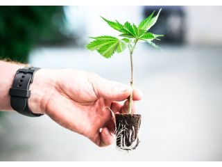 best-where-can-i-buy-clones-small-0
