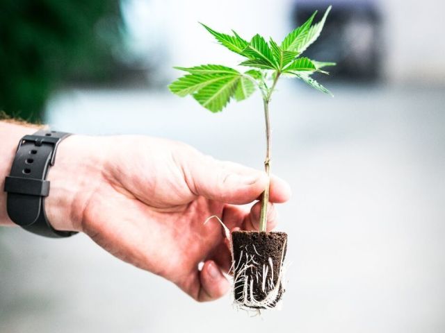 best-where-can-i-buy-clones