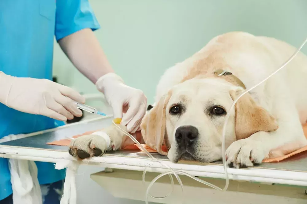 gentle-alignment-care-for-healthier-pets-big-0