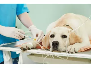 gentle-alignment-care-for-healthier-pets-small-0